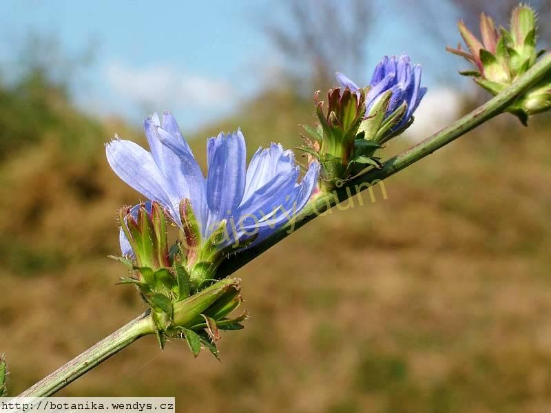 Čekanka kořen řezaný